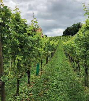 Vingård utanför Luzern, Weinbau Ottiger