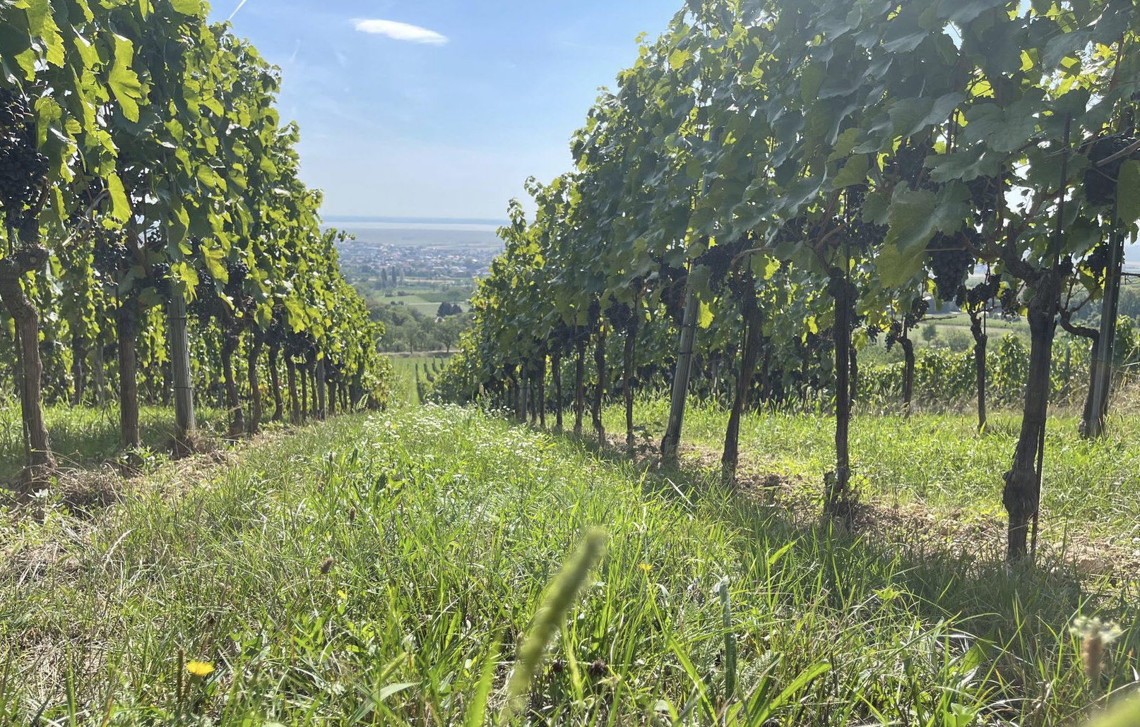 Österrikiska naturviner