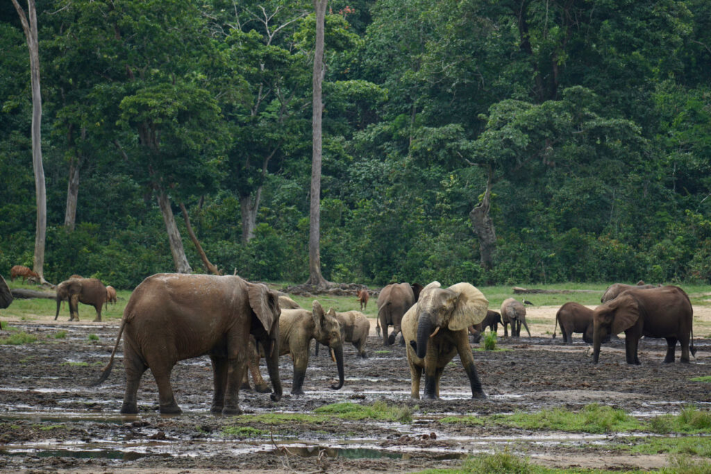 dzangha sanga national park