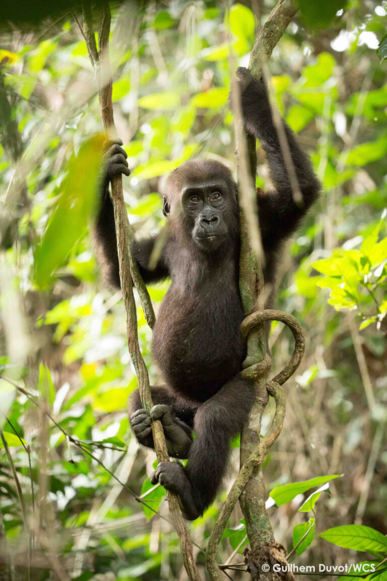 mossio prend la pause sur des lianes